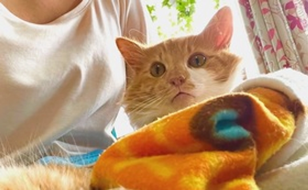 ひまわり応援コース1