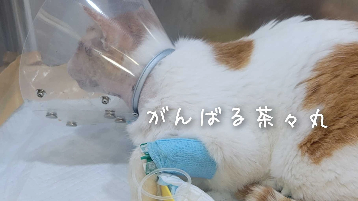 茶々丸入院２日目