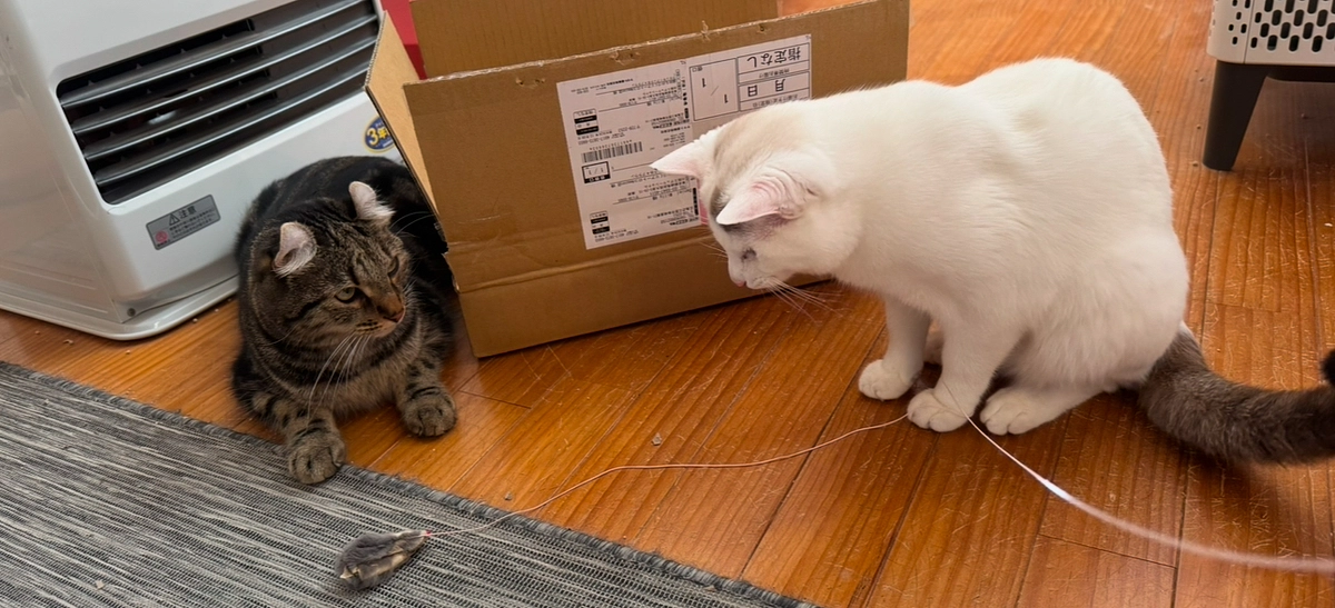 長男猫のスモーキーとの対面