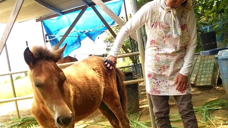 保護馬の奇跡！生まれた子馬のためにも安全な環境をつくりたい！