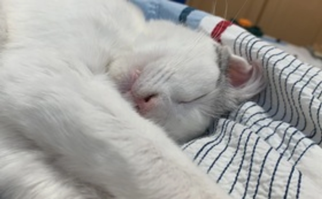 ハクの応援(500円) 感謝のメールと画像1枚