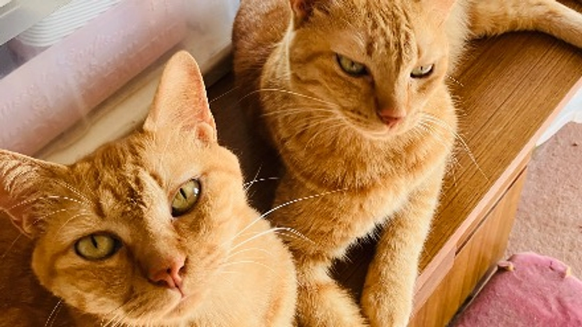 山猫の家の実情