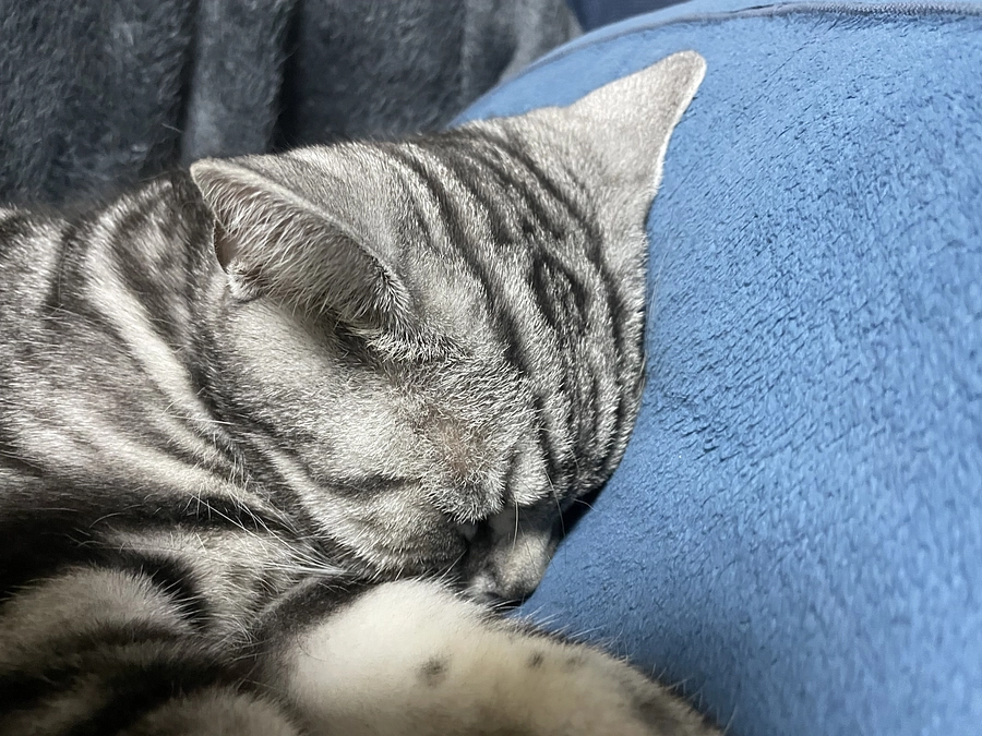 本日の銀時(投薬61日目)