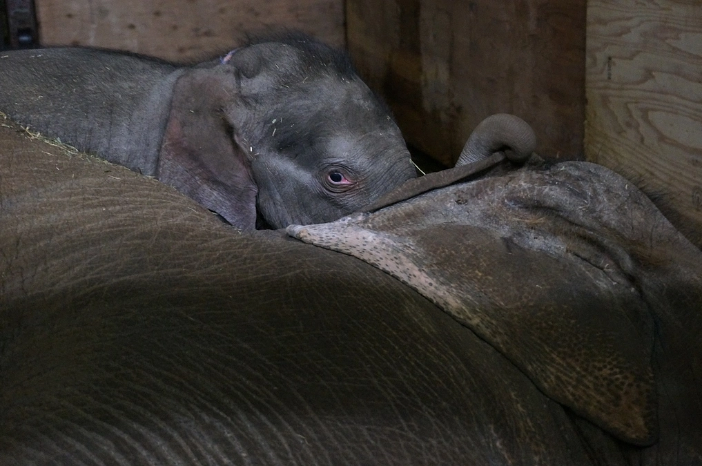 来春第3子出産予定のゾウ「マミー」のエコー検査を行いました！　～今回もゾウだけの出産になる？～