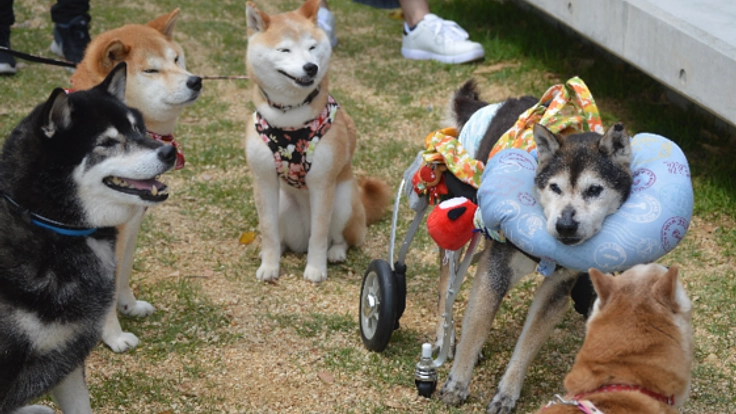 介護犬０を目指して、老犬のバイブル「ぐらんわん！」を書籍化！