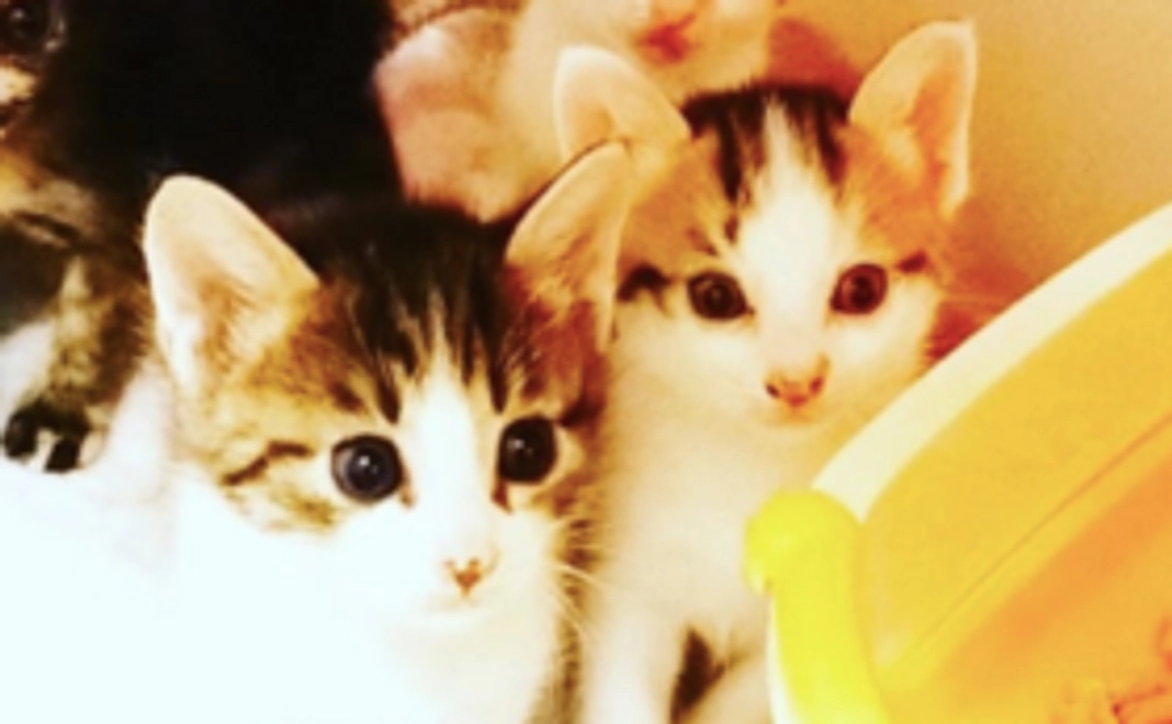 【お気持ちコース】