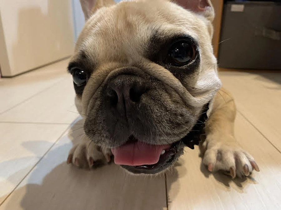 ちくわの闘病日記④