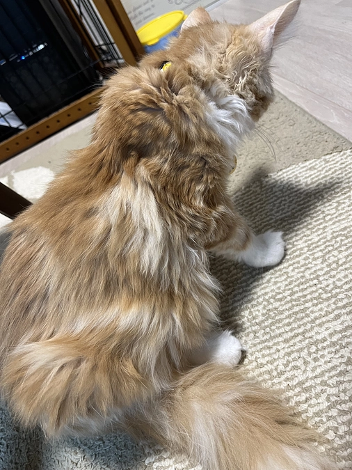 FIP投薬6日目の様子