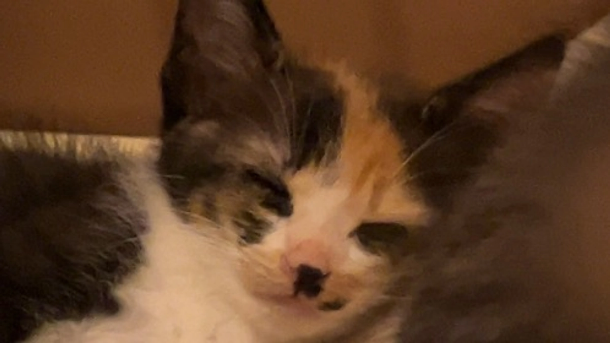 子猫の里親が全員決まりました！