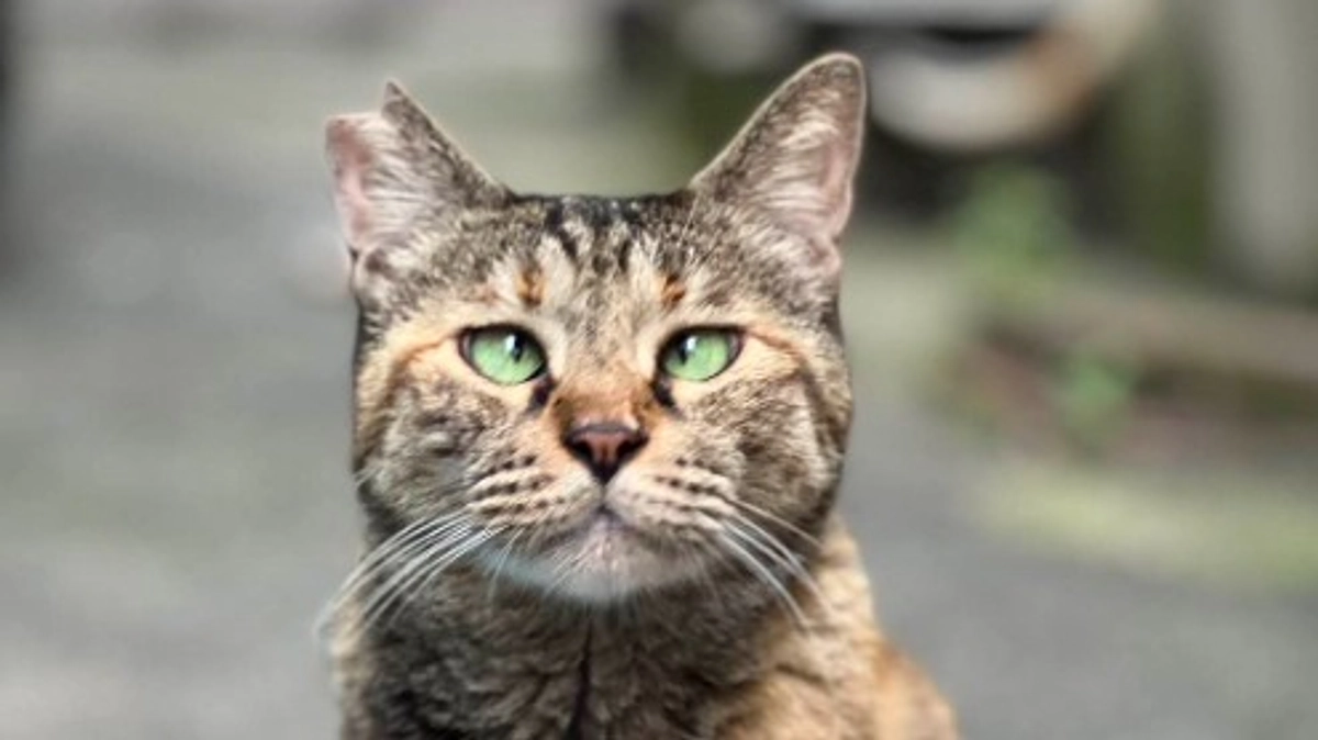 ～保護日記～　譲渡会の日に保護したライ【１６日目】