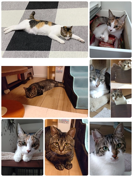 応援メッセージ③〜本部班の坂本さんより〜