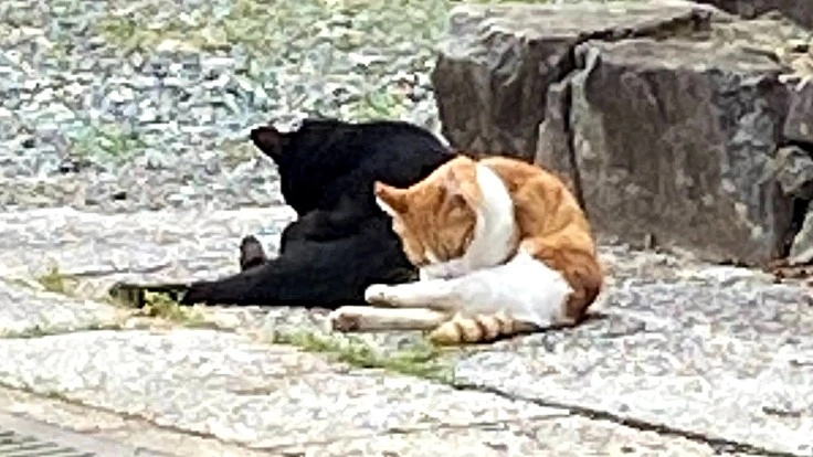 猫も人も幸せな未来へ (堕胎をせずに里親募集に繋げていきたい)