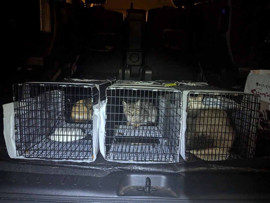 １月２３日～２４日にかけて、成猫１頭のTNRと２頭の子猫を保護しました。