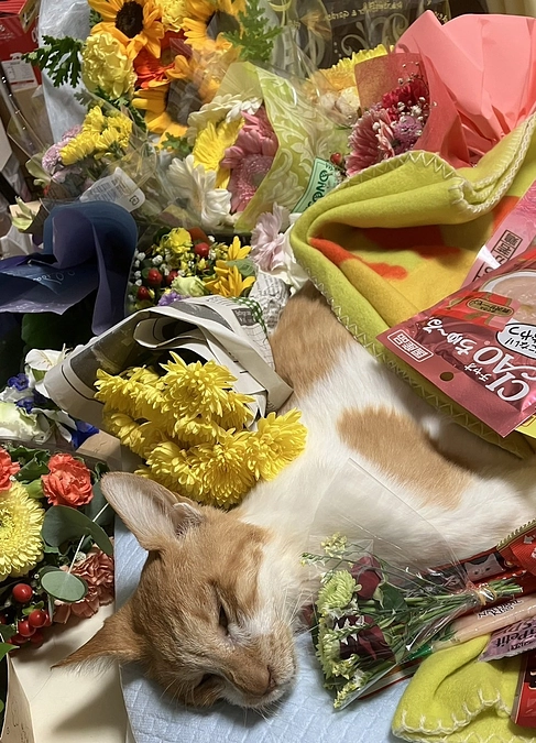 新しい保護猫と天国へ旅立ったムース