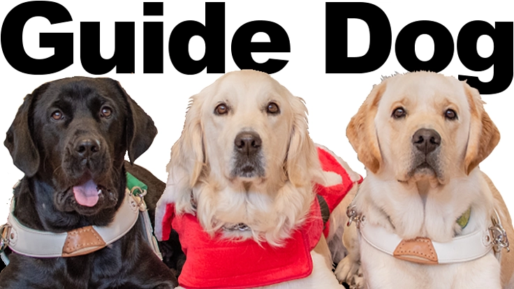 関西盲導犬協会|私達の医療費のご支援をどうぞよろしくお願い致します