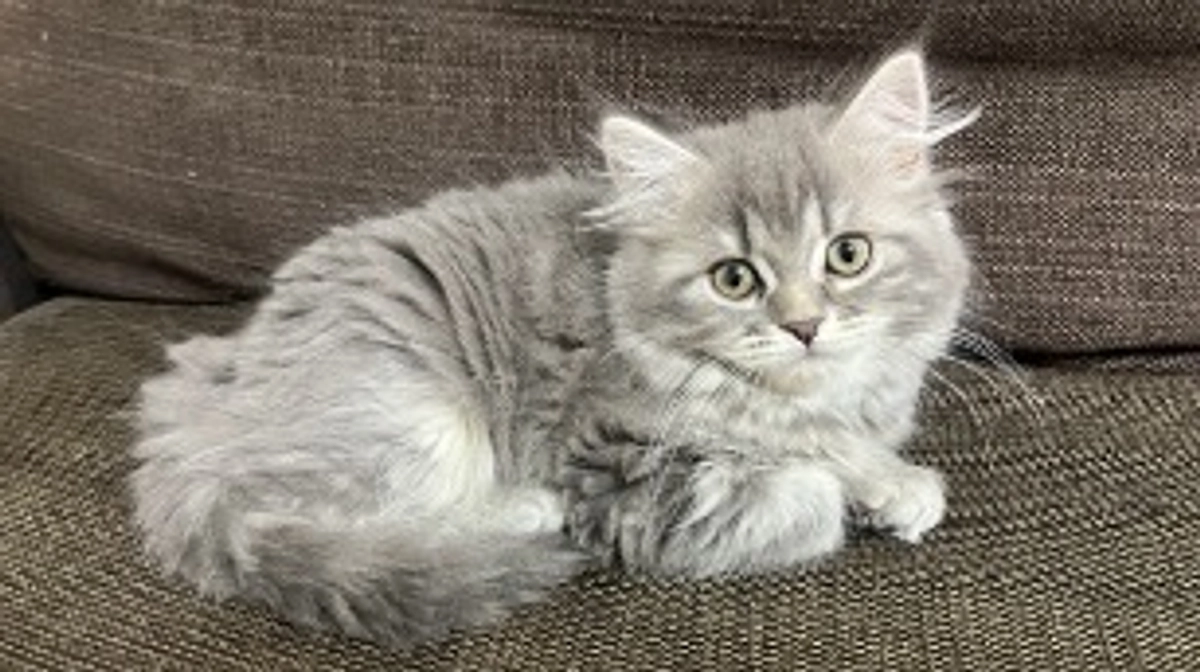 私の目について