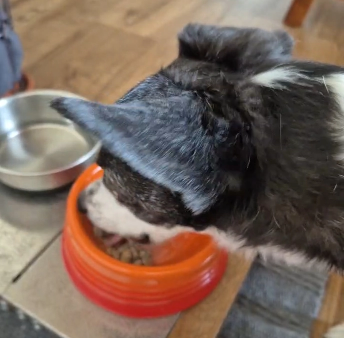 ニコちゃんご飯食べてくれました