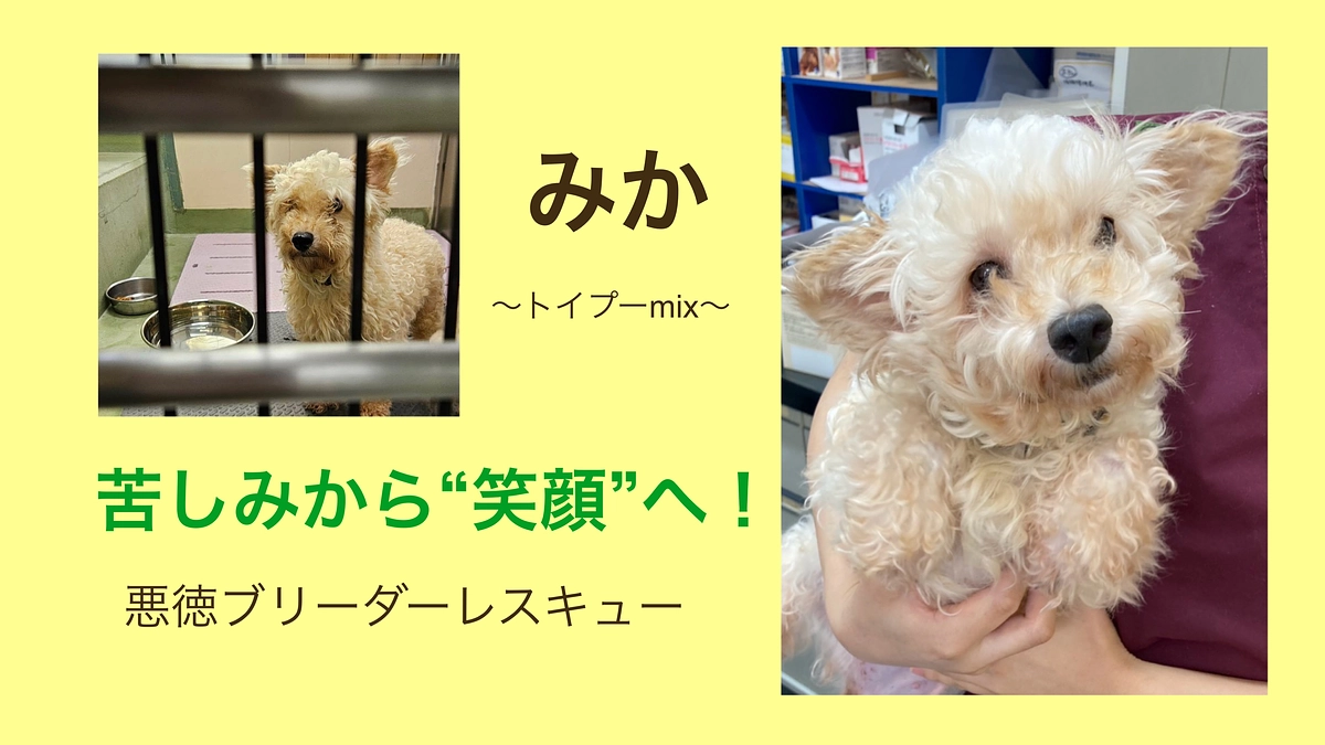 【悪徳ブリーダー→保健所→病院へ！】