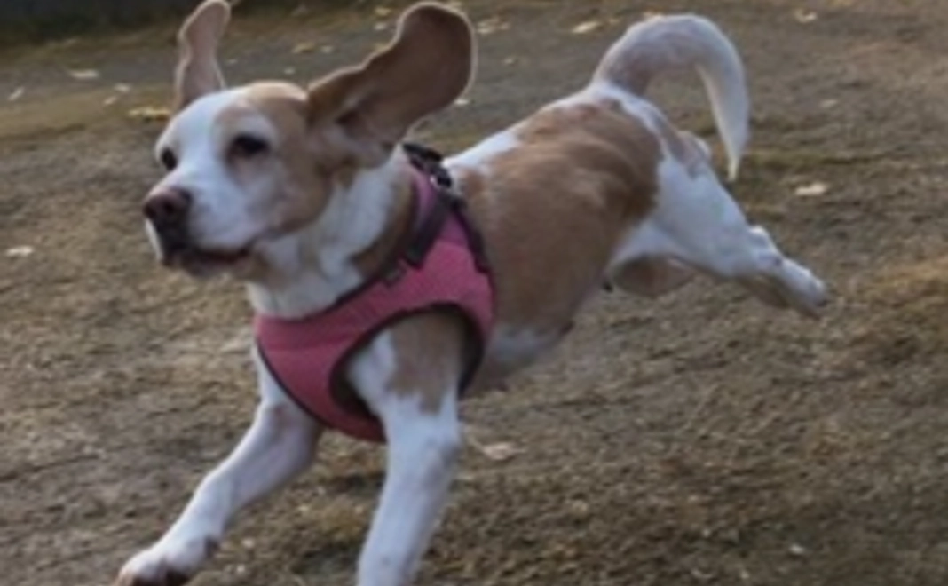 A：【全力応援】保護犬の幸せのために　半日分コース（ご支援金で半日分の活動存続できます）