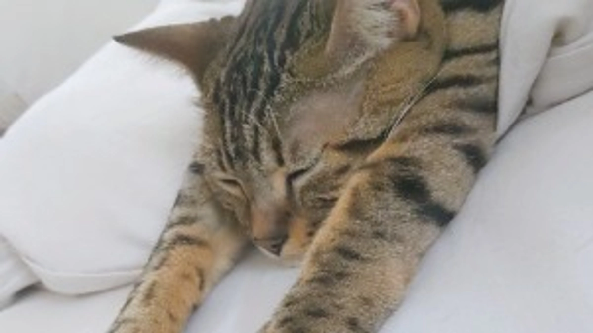 クラウドファンディング達成しました！！😭