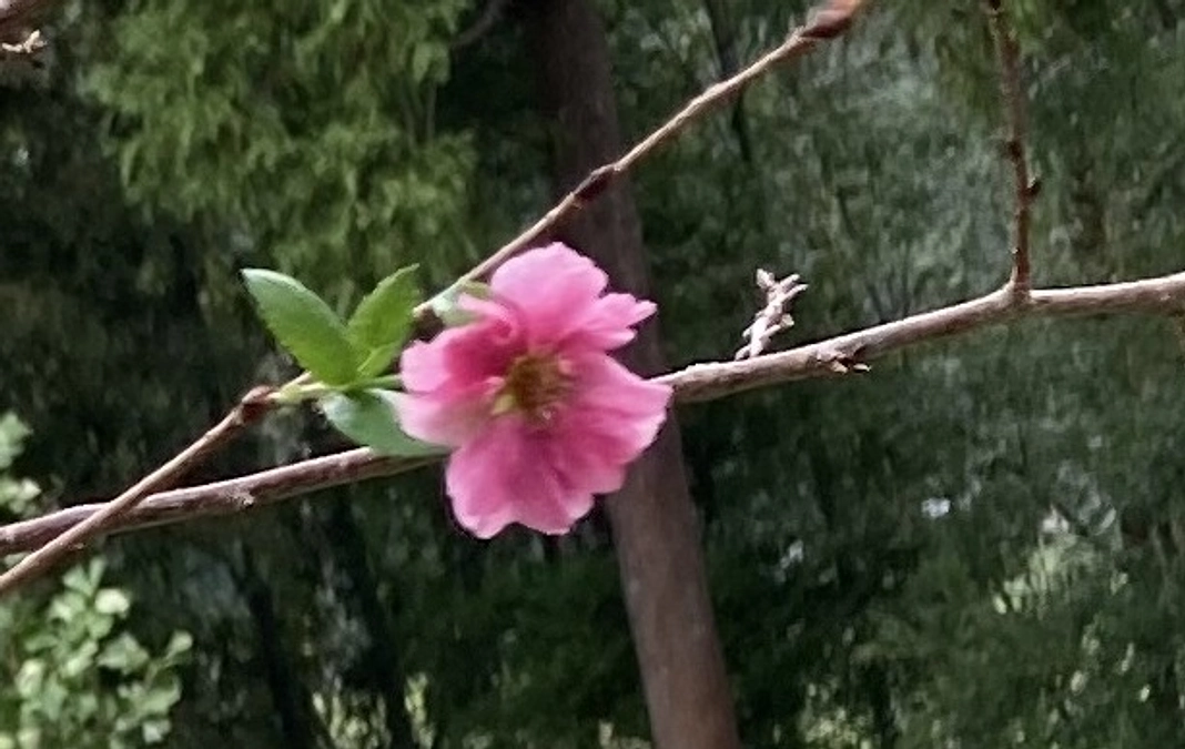 目標金額達成！ご支援、誠にありがとうございました！