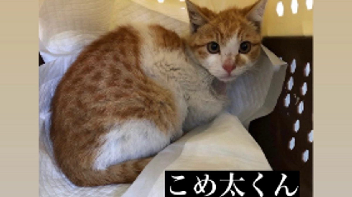 ホームセンター5日間出れずにいたコメ太