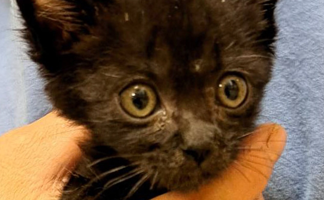 くろねこ(9625)コース