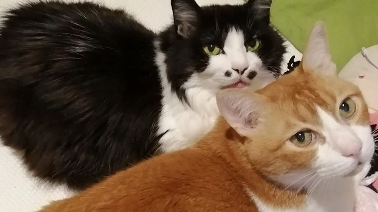 糖尿病のツナと腎不全、巨大結腸症のチョビの治療にご支援下さい。