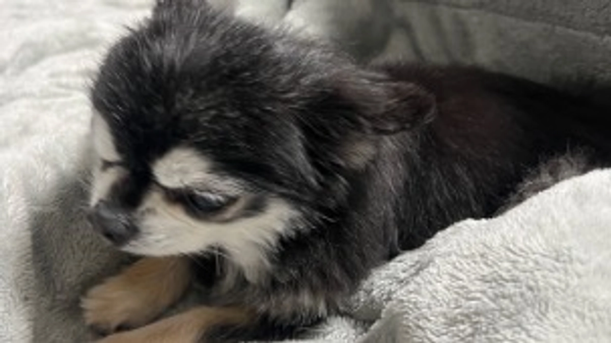 風邪ひきました。