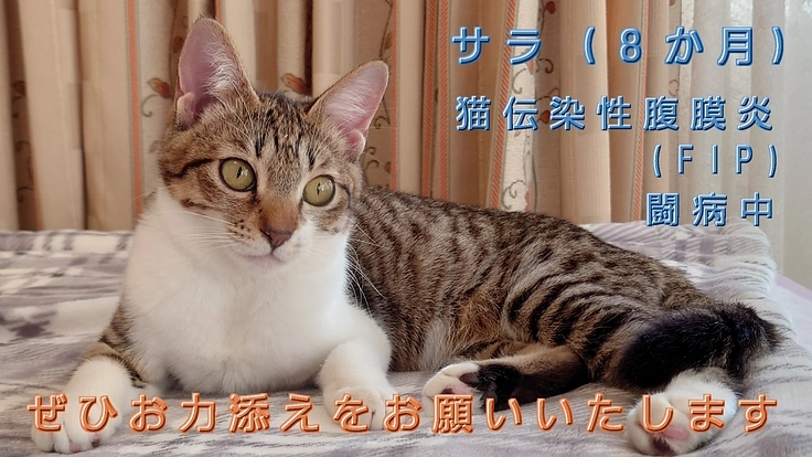 難病FIPを発症したサラ(８か月)の治療にご支援お願いいたします