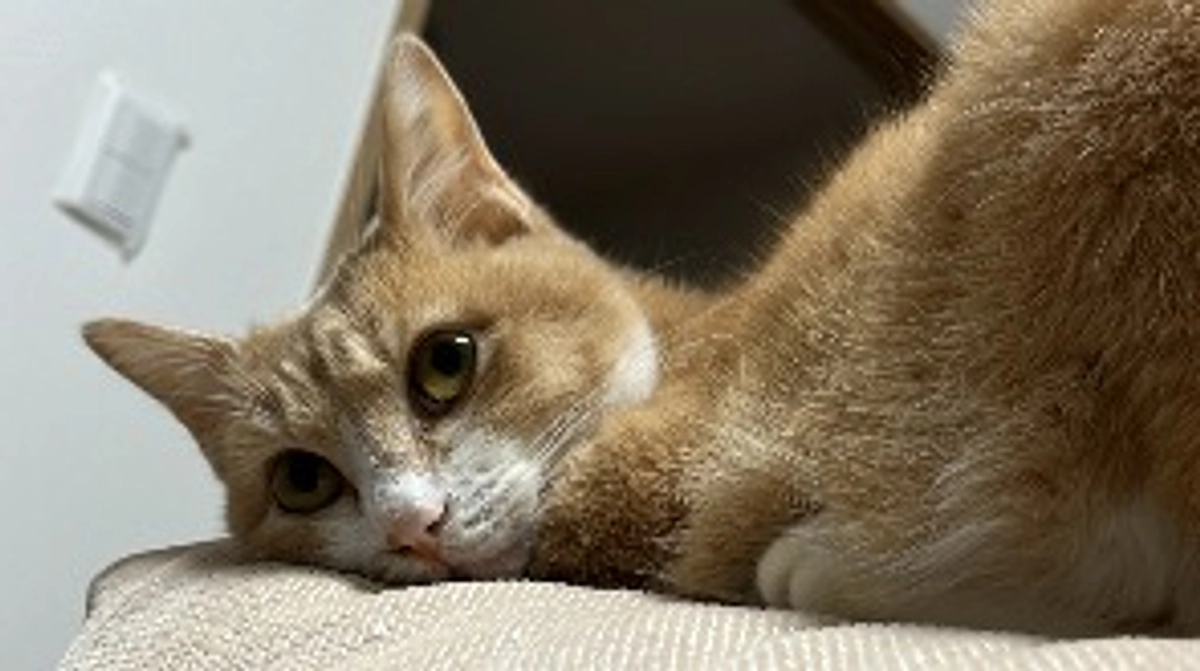 【ネクストゴール挑戦のお知らせ】