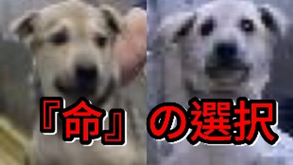 『命』の選択…