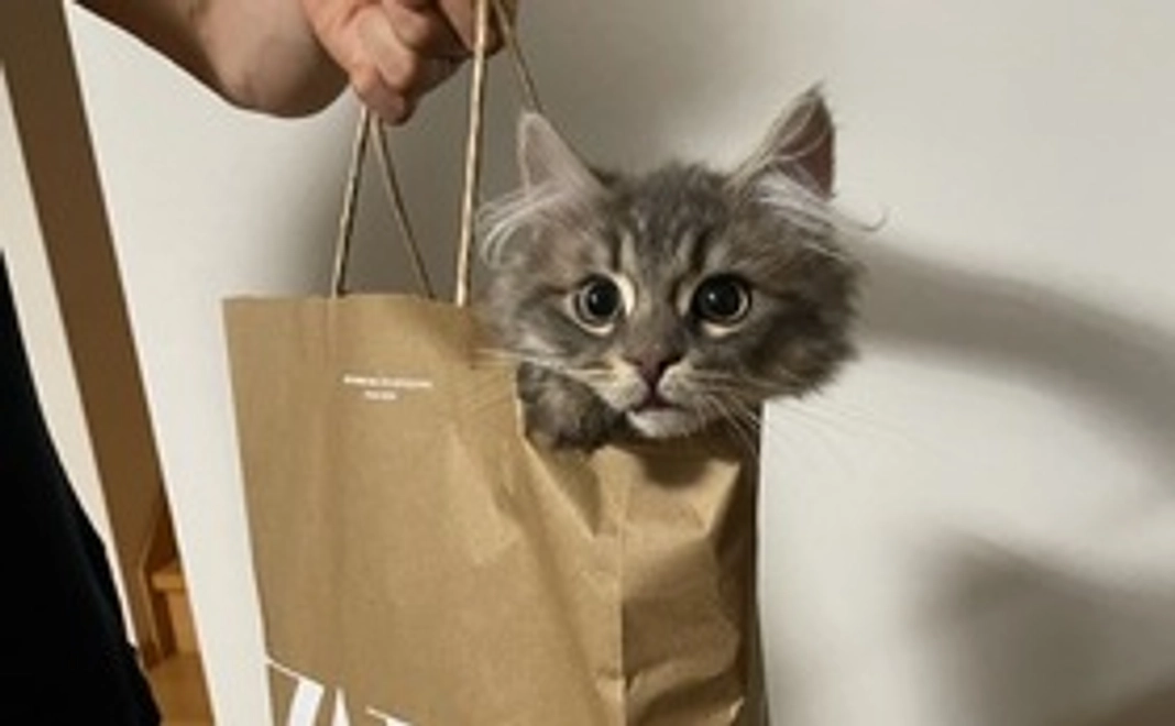 ベルちゃん応援コース（3000円）