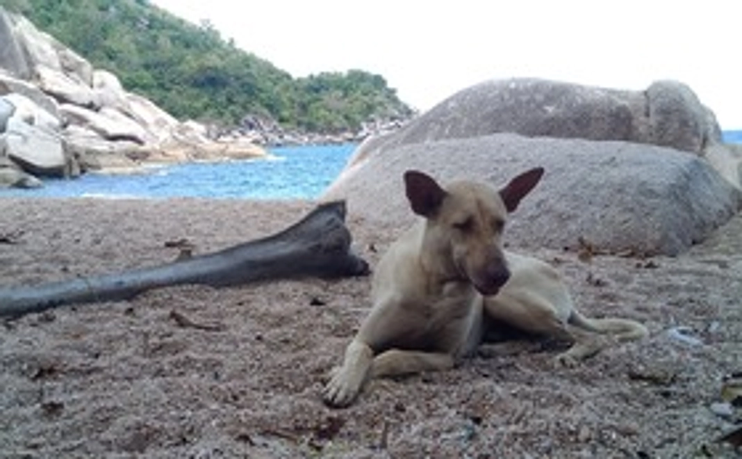 野良犬のご飯 -1