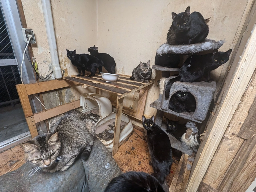 １月２７日は悲惨な多頭飼育崩壊現場に入りました。