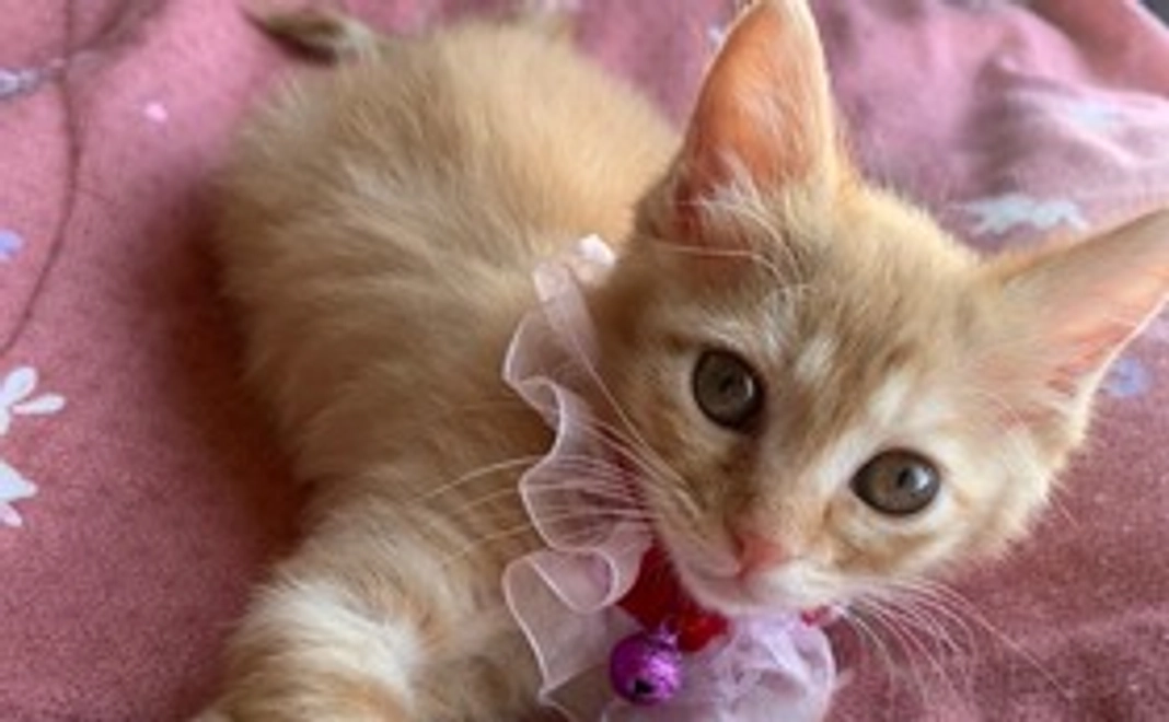 ティアラ応援１０００円