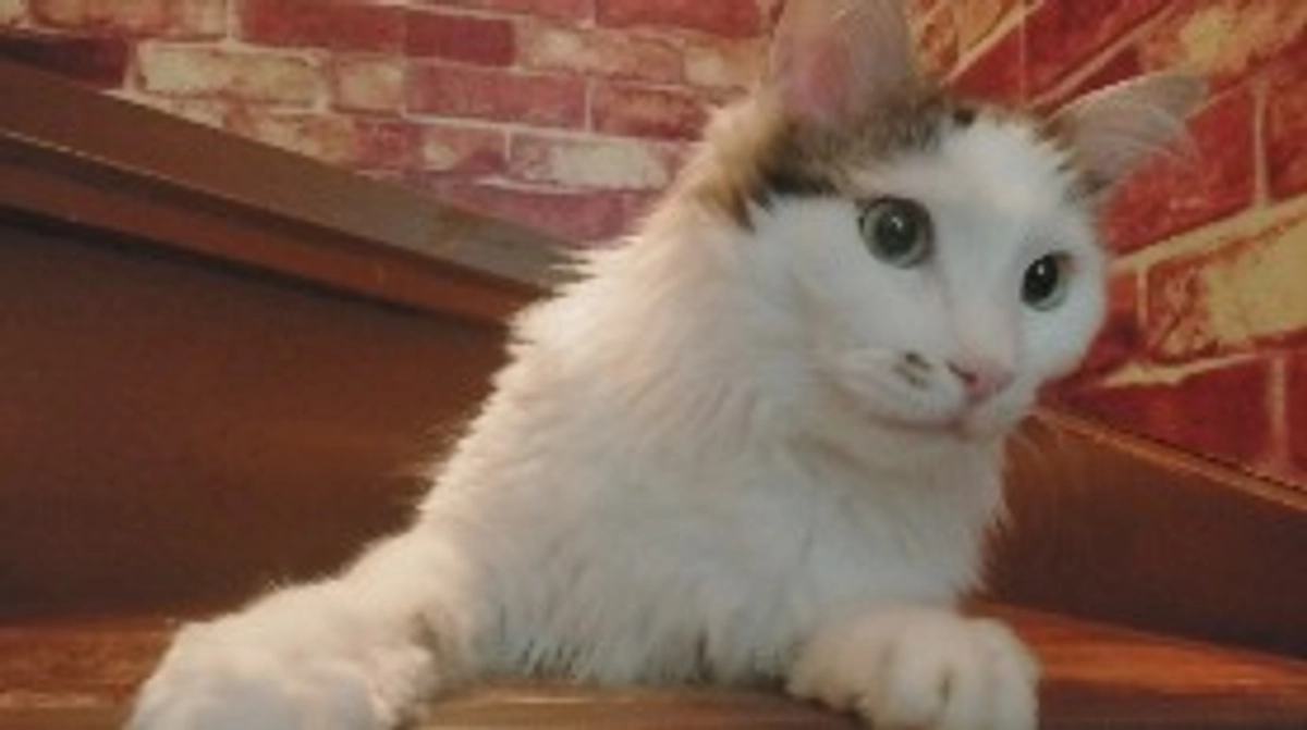 😸モカの経過ご報告と、リターン完了のお知らせ👑