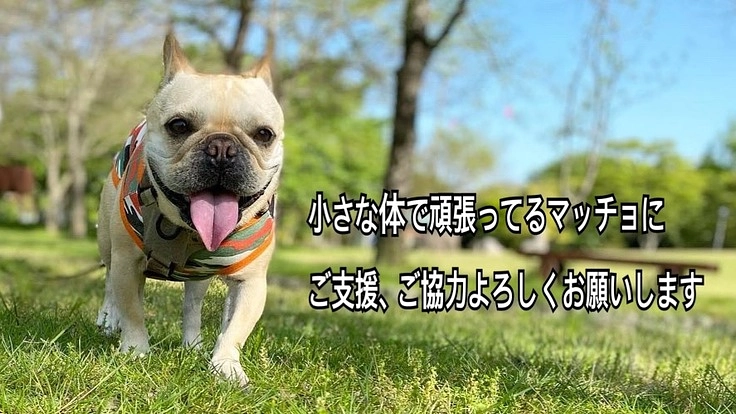 4歳で脳腫瘍と闘っている愛犬『マッチョ』にご支援お願いします