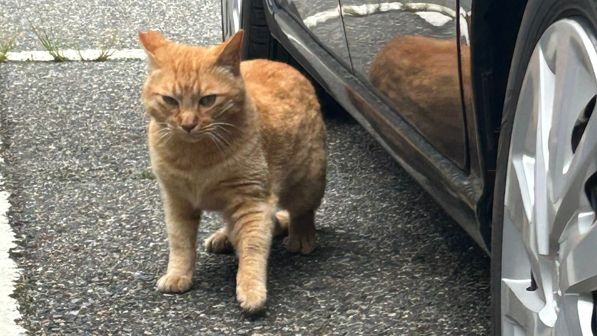 行方不明の猫の事件のその後。保健所と警察に相談しました。弱い立場にしわ寄せがいく、社会を変えたい思い