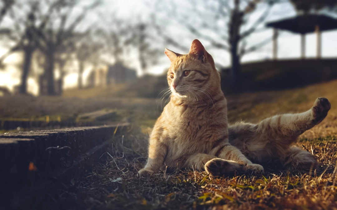 10月さくらねこ無料不妊手術実施予定数