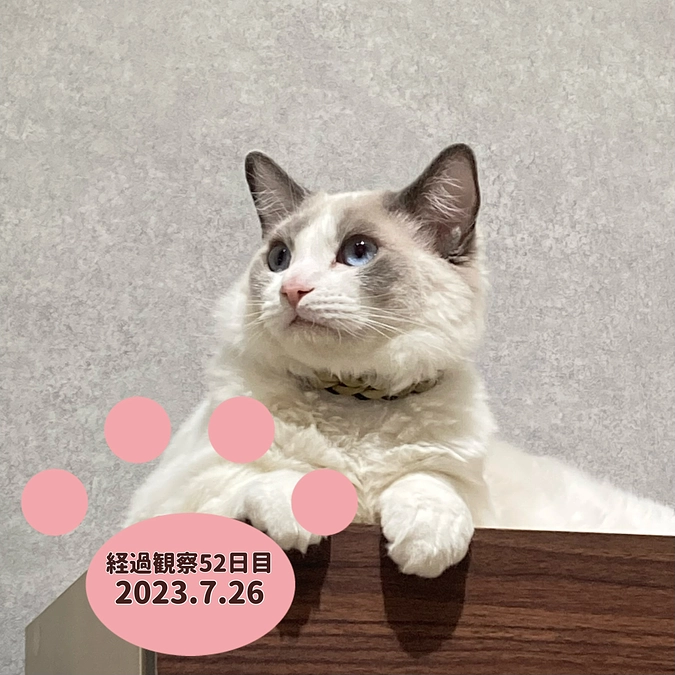 経過観察52日目(2023.7.26)