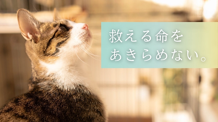 救える命を諦めない。 保護猫カフェを拡張し1匹でも多くの猫を幸せに 6枚目