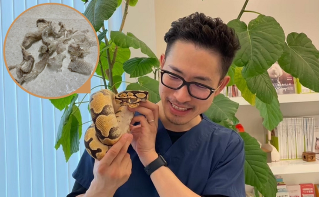 〈7/23追加！〉金運アップ！？ヘビさんの抜け殻プレゼントコース