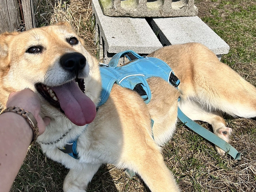 飼い主さん募集中の保護犬のご紹介　落雪の音が苦手なソルト🐕🐾