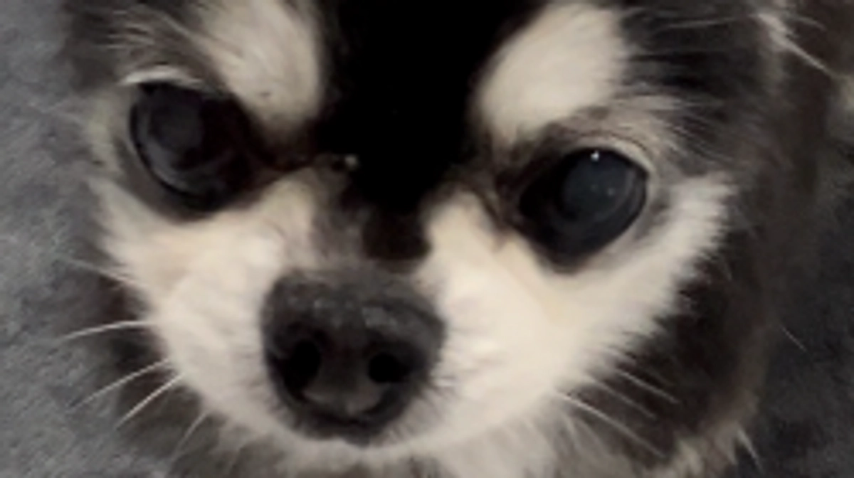 プッチのインスタ