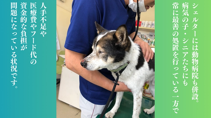 救う命を選ばない。どんな犬猫も保護し続け福岡の里親さんを増やしたい 4枚目