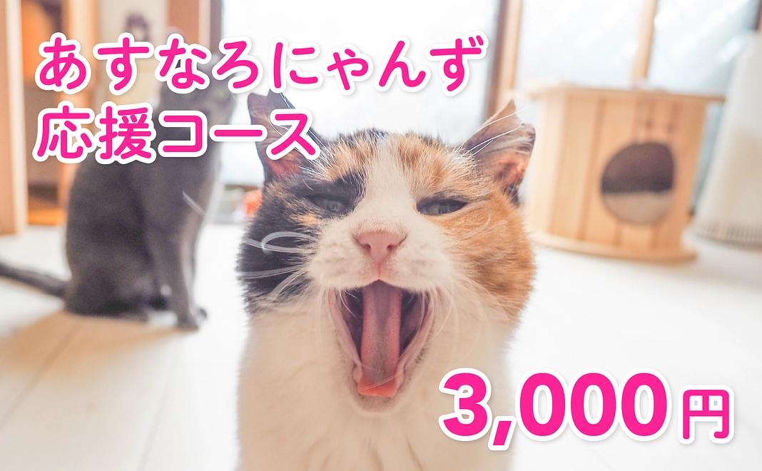 あすなろにゃんず応援 ｜ 3,000円