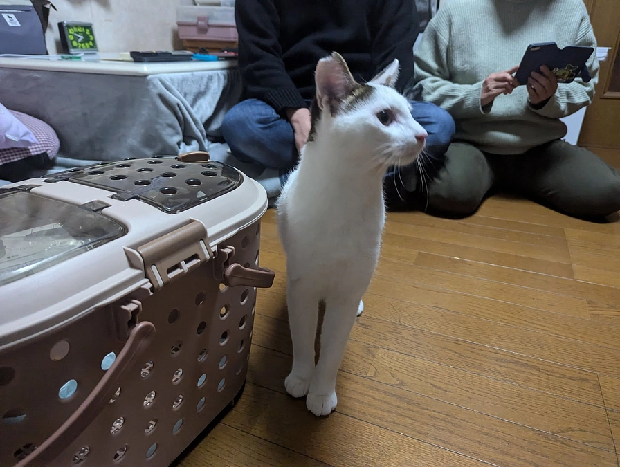ねこかつでは、毎日のように里親さまへ猫のお届けをしています。