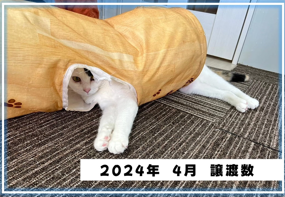2024年4月の譲渡猫ちゃん