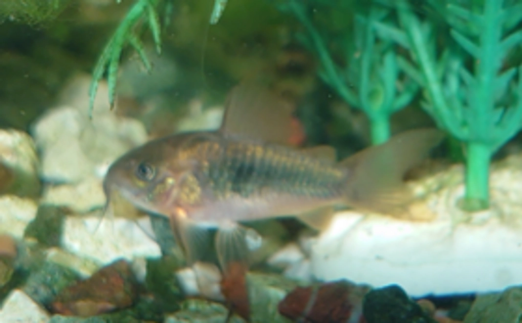 お礼の手紙・メール＆特別券